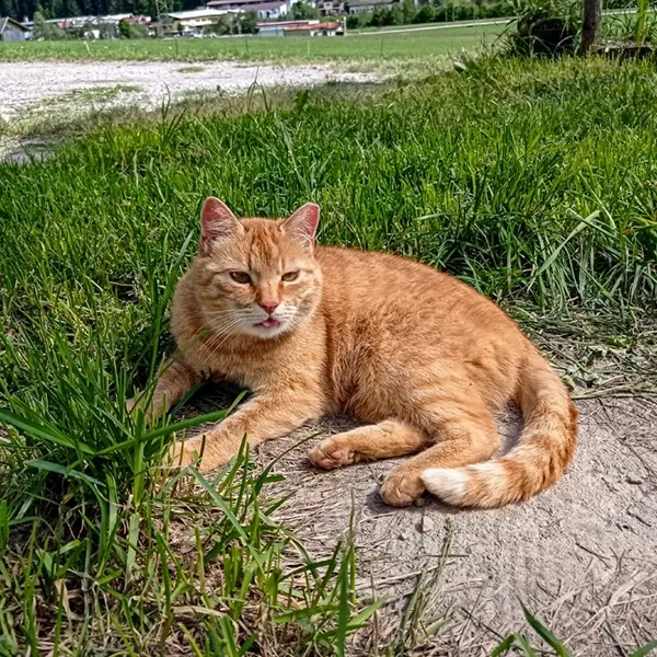 Tiere auf dem Bauernhof