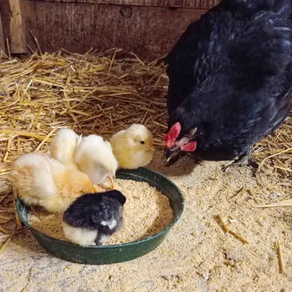 Tiere auf dem Bauernhof