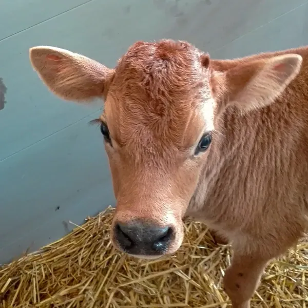 Tiere auf dem Bauernhof