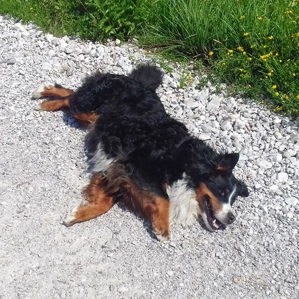 Tiere auf dem Bauernhof