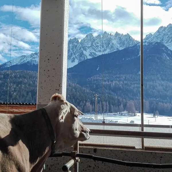 Tiere auf dem Bauernhof