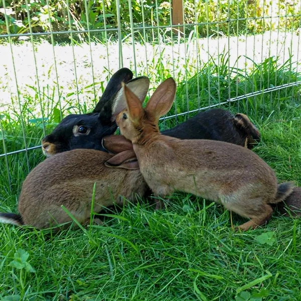 Tiere auf dem Bauernhof