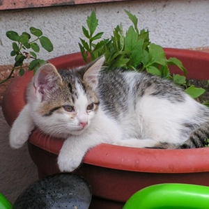 Katze