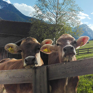 Marmelade vom Schopferhof
