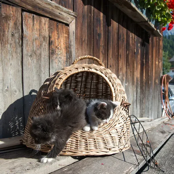 Katzen